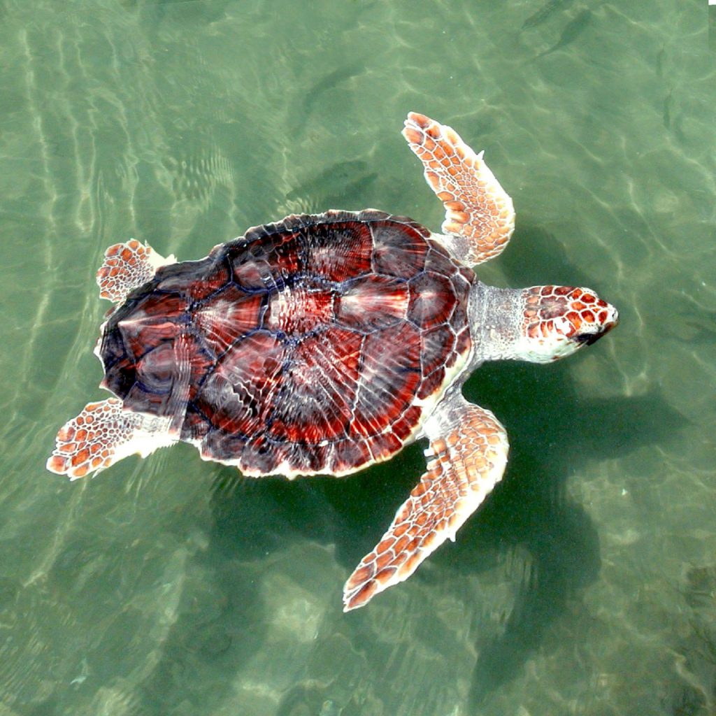 loggerhead-turtles-in-moreton-bay-wear-giant-nappies-as-researchers